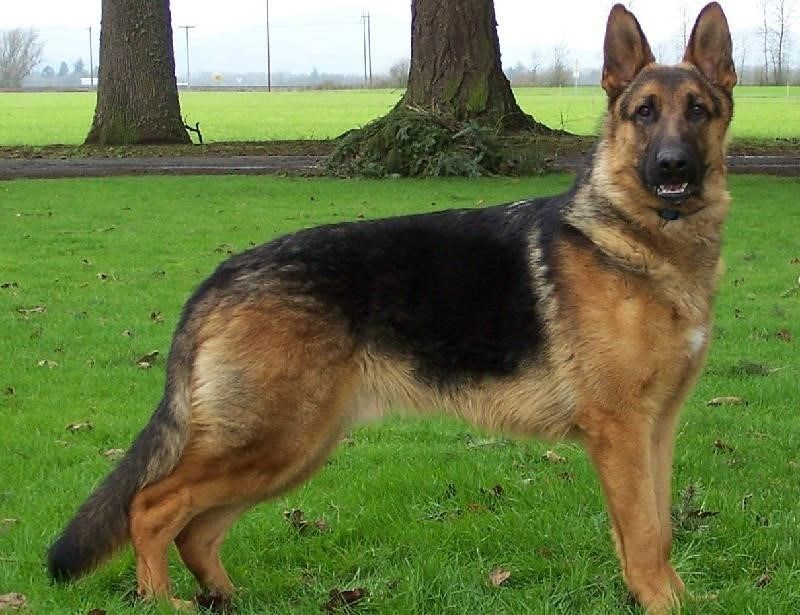 Немецкая овчарка